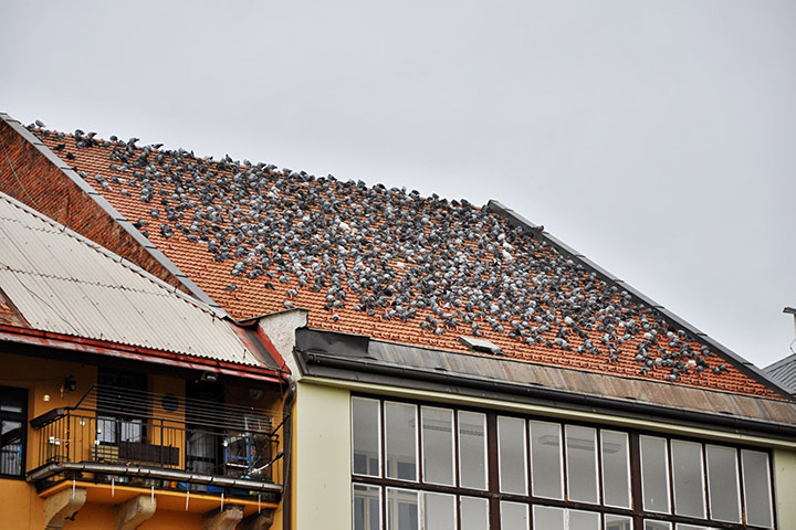 A2B Pest Control are able to install spikes to deter birds from roofs in Charlton Kings. 