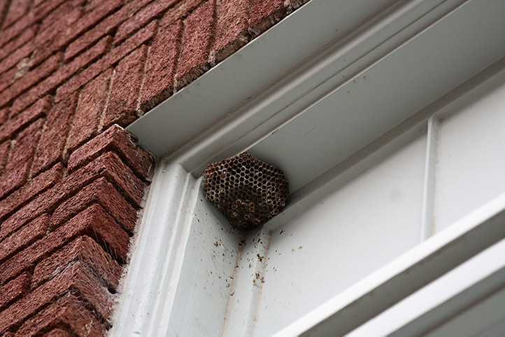 We provide a wasp nest removal service for domestic and commercial properties in Charlton Kings.